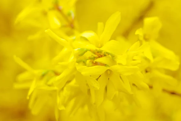 Absztrakt Elmosódott Virágos Háttér Teljes Virágzás Erdőfa Első Levelei Tavasz — Stock Fotó