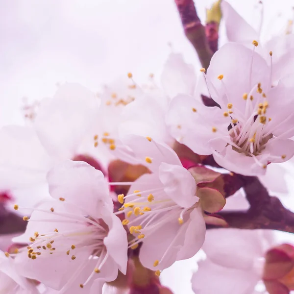 春の花のコンセプト アプリコットの木が満開 抽象的なぼやけた背景に美しい花 ソフトセレクティブフォーカス付きクローズアップ — ストック写真