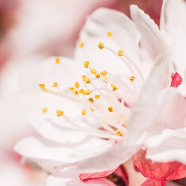 春の花のコンセプト アプリコットの木の完全な開花 抽象的なぼやけた背景に美しい花 ソフト選択フォーカスを持つ詳細なクローズアップ — ストック写真