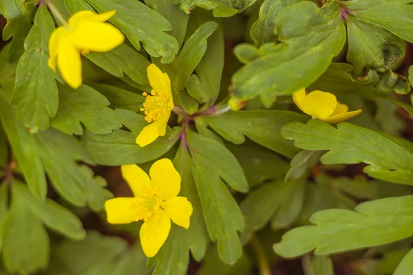 Abstrakte Verschwommene Florale Hintergrund Volle Blüte Und Erste Blätter Des — Stockfoto