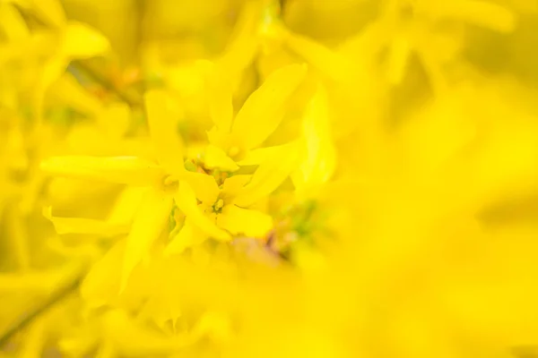 Abstrakte Verschwommene Florale Hintergrund Volle Blüte Und Erste Blätter Des — Stockfoto