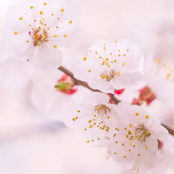 抽象的なぼやけた花の背景 満開と森の木の最初の葉 ごちそう お祝いや美しい花の装飾の概念 軟らかい選択的フォーカスを持つ閉鎖 — ストック写真