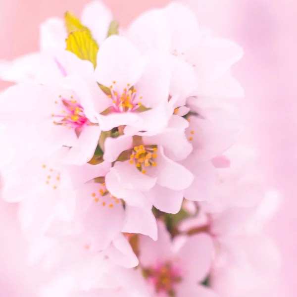 抽象的なぼやけた花の背景 満開と森の木の最初の葉 ごちそう お祝いや美しい花の装飾の概念 ソフト選択フォーカスで終了します トーン — ストック写真