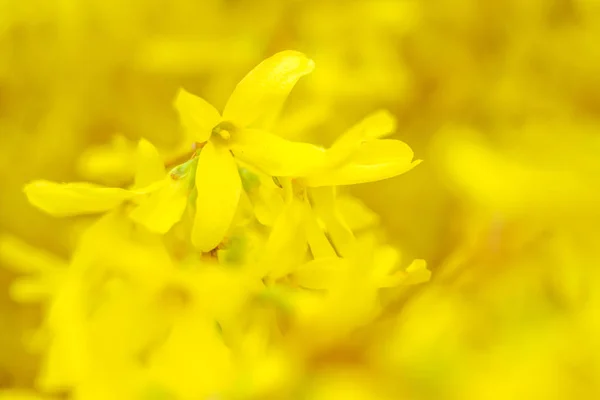 Abstraktní Rozmazané Květinové Pozadí Plně Kvetoucí První Listy Lesních Stromů — Stock fotografie