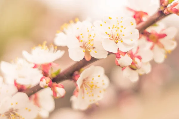 抽象的なぼやけた花の背景 満開と森の木の最初の葉 ごちそう お祝いや美しい花の装飾の概念 ソフト選択フォーカスで終了します トーン — ストック写真