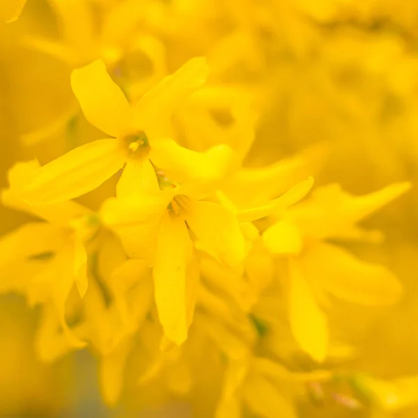 Abstraktní Rozmazané Květinové Pozadí Plně Kvetoucí První Listy Lesních Stromů — Stock fotografie