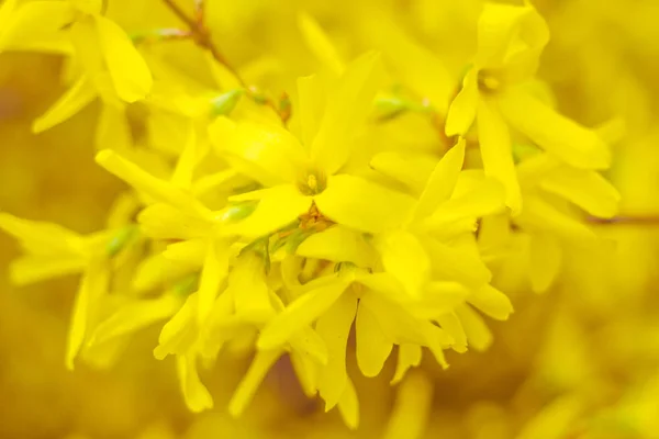 Abstracte Wazige Bloemenachtergrond Vol Bloei Eerste Bladeren Van Bosboom Lente — Stockfoto