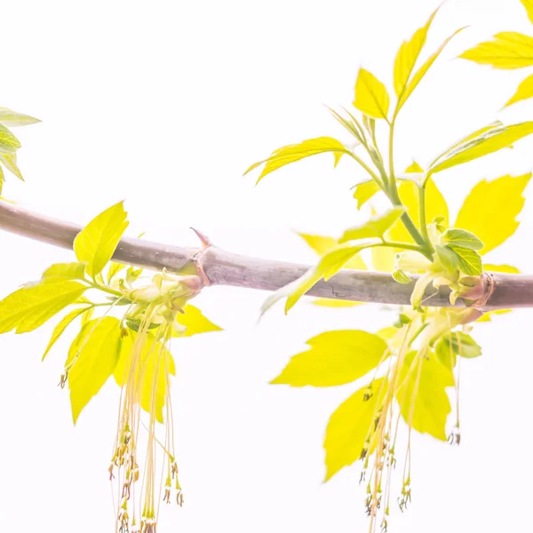 Bulanık çiçek arkaplanı. Dolu çiçekler ve orman ağacının ilk yaprakları. Bahar, ziyafet, kutlama ve güzel çiçek dekorasyonu konsepti. Yumuşak seçici odaklı yakın plan