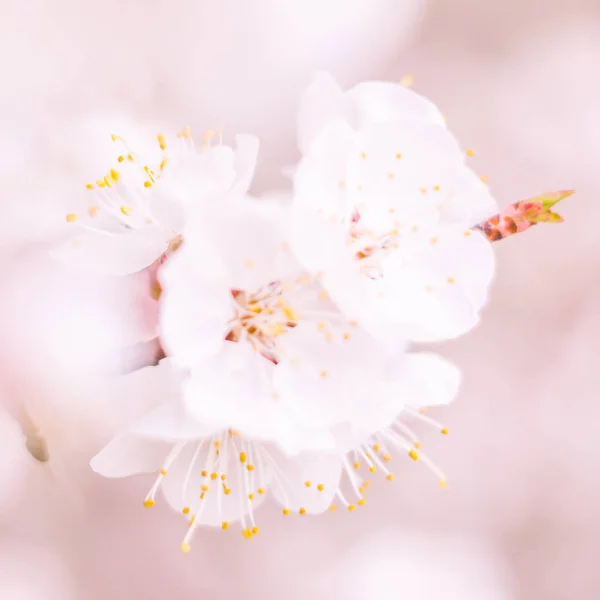 Abstract Blurred Floral Background Full Blooming First Leafs Forest Tree — Stock Photo, Image