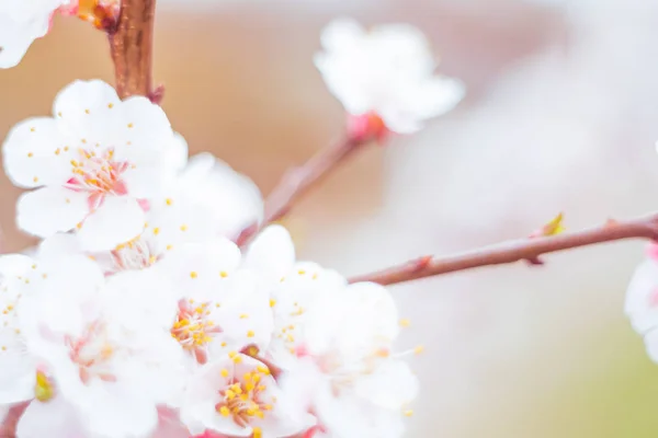 抽象的なぼやけた花の背景 満開と森の木の最初の葉 ごちそう お祝いや美しい花の装飾の概念 ソフト選択フォーカスで終了します トーン — ストック写真