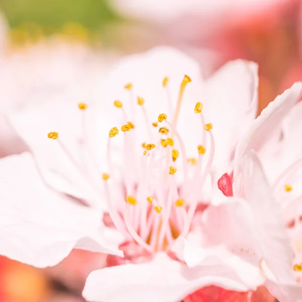 抽象的なぼやけた花の背景 満開と森の木の最初の葉 ごちそう お祝いや美しい花の装飾の概念 軟らかい選択的フォーカスを持つ閉鎖 — ストック写真