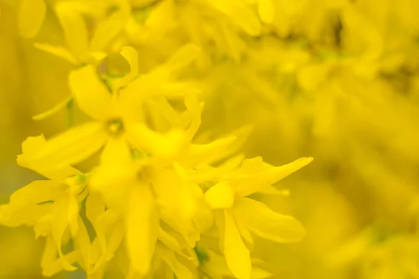 Abstract Blurred Floral Background Full Blooming First Leafs Forest Tree — Stock Photo, Image