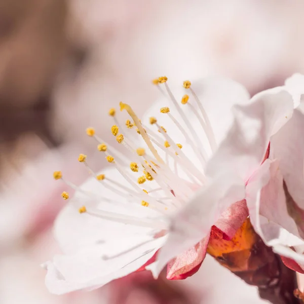 春の花のコンセプト アプリコットの木の完全な開花 抽象的なぼやけた背景に美しい花 ソフト選択フォーカスを持つ詳細なクローズアップ — ストック写真