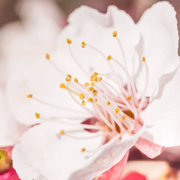 春の花のコンセプト アプリコットの木の完全な開花 抽象的なぼやけた背景に美しい花 ソフト選択フォーカスを持つ詳細なクローズアップ — ストック写真