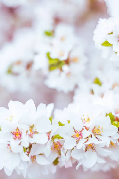 抽象的なぼやけた花の背景 満開と森の木の最初の葉 ごちそう お祝いや美しい花の装飾の概念 ソフト選択フォーカスで終了します トーン — ストック写真