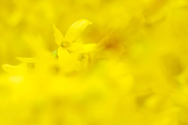 Astratto Sfondo Floreale Sfocato Piena Fioritura Prime Foglie Albero Forestale — Foto Stock