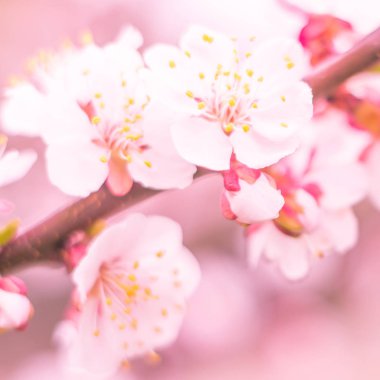 Bulanık çiçek arkaplanı. Dolu çiçekler ve orman ağacının ilk yaprakları. Bahar, ziyafet, kutlama ve güzel çiçek dekorasyonu konsepti. Yumuşak seçici bir odak ile yakın çekim. Ayarlanmış