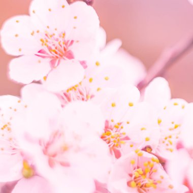 Bulanık çiçek arkaplanı. Dolu çiçekler ve orman ağacının ilk yaprakları. Bahar, ziyafet, kutlama ve güzel çiçek dekorasyonu konsepti. Yumuşak seçici bir odak ile yakın çekim. Ayarlanmış