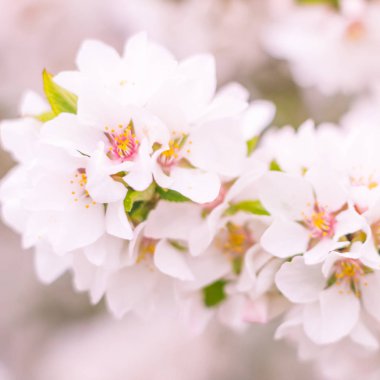 Bulanık çiçek arkaplanı. Dolu çiçekler ve orman ağacının ilk yaprakları. Bahar, ziyafet, kutlama ve güzel çiçek dekorasyonu konsepti. Yumuşak seçici odaklı yakın plan