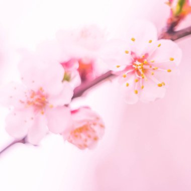 Bulanık çiçek arkaplanı. Dolu çiçekler ve orman ağacının ilk yaprakları. Bahar, ziyafet, kutlama ve güzel çiçek dekorasyonu konsepti. Yumuşak seçici bir odak ile yakın çekim. Ayarlanmış