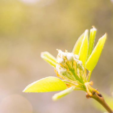 Bulanık çiçek arkaplanı. Dolu çiçekler ve orman ağacının ilk yaprakları. Bahar, ziyafet, kutlama ve güzel çiçek dekorasyonu konsepti. Yumuşak seçici odaklı yakın plan