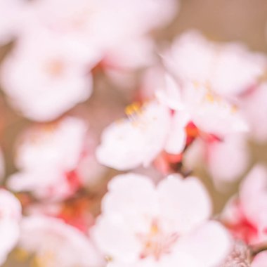 Bulanık çiçek arkaplanı. Dolu çiçekler ve orman ağacının ilk yaprakları. Bahar, ziyafet, kutlama ve güzel çiçek dekorasyonu konsepti. Yumuşak seçici odaklı yakın plan