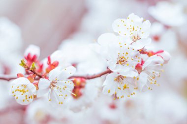 Bulanık çiçek arkaplanı. Dolu çiçekler ve orman ağacının ilk yaprakları. Bahar, ziyafet, kutlama ve güzel çiçek dekorasyonu konsepti. Yumuşak seçici bir odak ile yakın çekim. Ayarlanmış