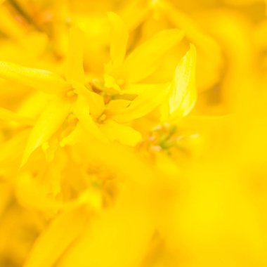 Bulanık çiçek arkaplanı. Dolu çiçekler ve orman ağacının ilk yaprakları. Bahar, ziyafet, kutlama ve güzel çiçek dekorasyonu konsepti. Yumuşak seçici bir odak ile yakın çekim. Ayarlanmış