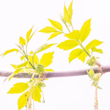 Bulanık çiçek arkaplanı. Dolu çiçekler ve orman ağacının ilk yaprakları. Bahar, ziyafet, kutlama ve güzel çiçek dekorasyonu konsepti. Yumuşak seçici odaklı yakın plan