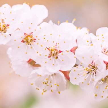Bulanık çiçek arkaplanı. Dolu çiçekler ve orman ağacının ilk yaprakları. Bahar, ziyafet, kutlama ve güzel çiçek dekorasyonu konsepti. Yumuşak seçici odaklı yakın plan