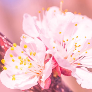 Bulanık çiçek arkaplanı. Dolu çiçekler ve orman ağacının ilk yaprakları. Bahar, ziyafet, kutlama ve güzel çiçek dekorasyonu konsepti. Yumuşak seçici bir odak ile yakın çekim. Ayarlanmış