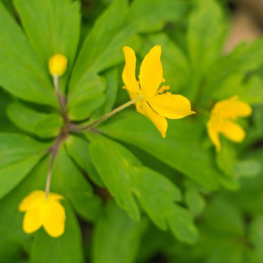 Bulanık çiçek arkaplanı. Dolu çiçekler ve orman ağacının ilk yaprakları. Bahar, ziyafet, kutlama ve güzel çiçek dekorasyonu konsepti. Yumuşak seçici odaklı yakın plan