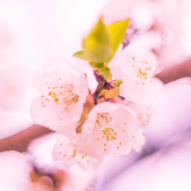 Bulanık çiçek arkaplanı. Dolu çiçekler ve orman ağacının ilk yaprakları. Bahar, ziyafet, kutlama ve güzel çiçek dekorasyonu konsepti. Yumuşak seçici bir odak ile yakın çekim. Ayarlanmış