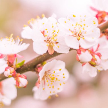 Bulanık çiçek arkaplanı. Dolu çiçekler ve orman ağacının ilk yaprakları. Bahar, ziyafet, kutlama ve güzel çiçek dekorasyonu konsepti. Yumuşak seçici odaklı yakın plan