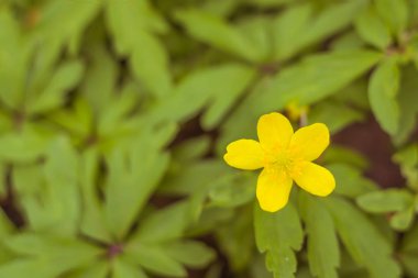 Bulanık çiçek arkaplanı. Dolu çiçekler ve orman ağacının ilk yaprakları. Bahar, ziyafet, kutlama ve güzel çiçek dekorasyonu konsepti. Yumuşak seçici bir odak ile yakın çekim. Ayarlanmış