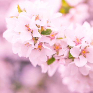 Bulanık çiçek arkaplanı. Dolu çiçekler ve orman ağacının ilk yaprakları. Bahar, ziyafet, kutlama ve güzel çiçek dekorasyonu konsepti. Yumuşak seçici bir odak ile yakın çekim. Ayarlanmış