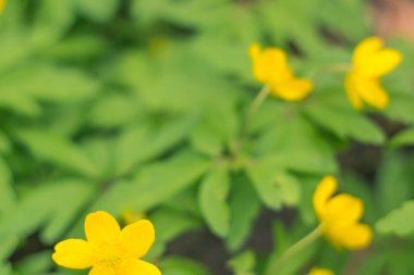 Bulanık çiçek arkaplanı. Dolu çiçekler ve orman ağacının ilk yaprakları. Bahar, ziyafet, kutlama ve güzel çiçek dekorasyonu konsepti. Yumuşak seçici bir odak ile yakın çekim. Ayarlanmış