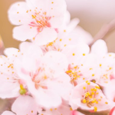 Bulanık çiçek arkaplanı. Dolu çiçekler ve orman ağacının ilk yaprakları. Bahar, ziyafet, kutlama ve güzel çiçek dekorasyonu konsepti. Yumuşak seçici odaklı yakın plan