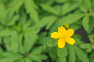 Bulanık çiçek arkaplanı. Dolu çiçekler ve orman ağacının ilk yaprakları. Bahar, ziyafet, kutlama ve güzel çiçek dekorasyonu konsepti. Yumuşak seçici bir odak ile yakın çekim. Ayarlanmış
