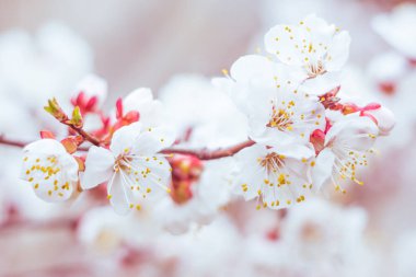 Bulanık çiçek arkaplanı. Dolu çiçekler ve orman ağacının ilk yaprakları. Bahar, ziyafet, kutlama ve güzel çiçek dekorasyonu konsepti. Yumuşak seçici bir odak ile yakın çekim. Ayarlanmış