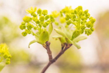 Bulanık çiçek arkaplanı. Dolu çiçekler ve orman ağacının ilk yaprakları. Bahar, ziyafet, kutlama ve güzel çiçek dekorasyonu konsepti. Yumuşak seçici bir odak ile yakın çekim. Ayarlanmış