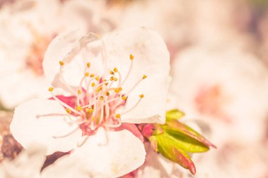 Bulanık çiçek arkaplanı. Dolu çiçekler ve orman ağacının ilk yaprakları. Bahar, ziyafet, kutlama ve güzel çiçek dekorasyonu konsepti. Yumuşak seçici bir odak ile yakın çekim. Ayarlanmış