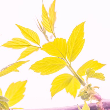 Bulanık çiçek arkaplanı. Dolu çiçekler ve orman ağacının ilk yaprakları. Bahar, ziyafet, kutlama ve güzel çiçek dekorasyonu konsepti. Yumuşak seçici bir odak ile yakın çekim. Ayarlanmış