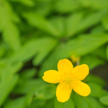 Bulanık çiçek arkaplanı. Dolu çiçekler ve orman ağacının ilk yaprakları. Bahar, ziyafet, kutlama ve güzel çiçek dekorasyonu konsepti. Yumuşak seçici odaklı yakın plan