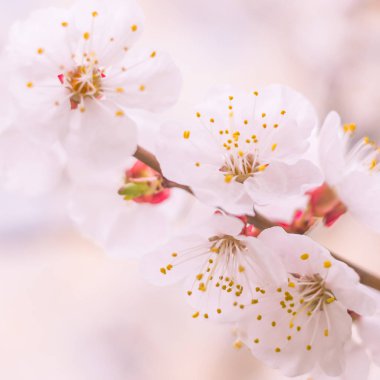 Bulanık çiçek arkaplanı. Dolu çiçekler ve orman ağacının ilk yaprakları. Bahar, ziyafet, kutlama ve güzel çiçek dekorasyonu konsepti. Yumuşak seçici odaklı yakın plan