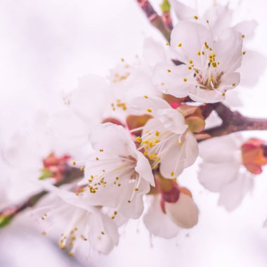 Bulanık çiçek arkaplanı. Dolu çiçekler ve orman ağacının ilk yaprakları. Bahar, ziyafet, kutlama ve güzel çiçek dekorasyonu konsepti. Yumuşak seçici odaklı yakın plan