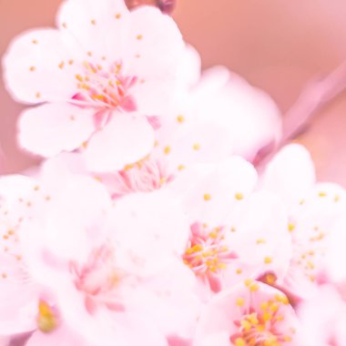 Bulanık çiçek arkaplanı. Dolu çiçekler ve orman ağacının ilk yaprakları. Bahar, ziyafet, kutlama ve güzel çiçek dekorasyonu konsepti. Yumuşak seçici bir odak ile yakın çekim. Ayarlanmış