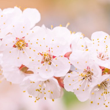 Bulanık çiçek arkaplanı. Dolu çiçekler ve orman ağacının ilk yaprakları. Bahar, ziyafet, kutlama ve güzel çiçek dekorasyonu konsepti. Yumuşak seçici odaklı yakın plan