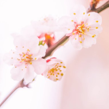 Bulanık çiçek arkaplanı. Dolu çiçekler ve orman ağacının ilk yaprakları. Bahar, ziyafet, kutlama ve güzel çiçek dekorasyonu konsepti. Yumuşak seçici odaklı yakın plan