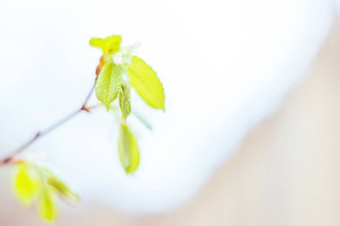 Bulanık çiçek arkaplanı. Dolu çiçekler ve orman ağacının ilk yaprakları. Bahar, ziyafet, kutlama ve güzel çiçek dekorasyonu konsepti. Yumuşak seçici bir odak ile yakın çekim. Ayarlanmış
